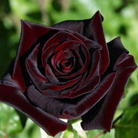 Rare schwarz grafted rot climbing rose blume samen for anpflanzung - compact growth, heirloom & gmo free samen for home garten
 
 sale samen for home garten