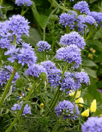 Globe gilla samen for stunning globe blumen