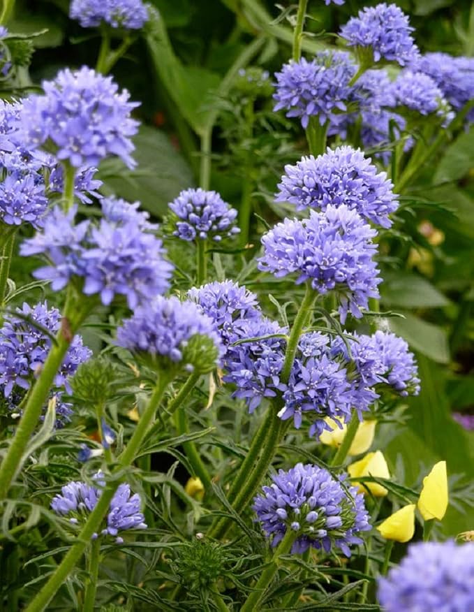 Globe gilla samen for stunning globe blumen