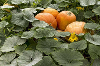 Cream Pumpkin Samen für einfache Aussaat - Ideal for Your Garden