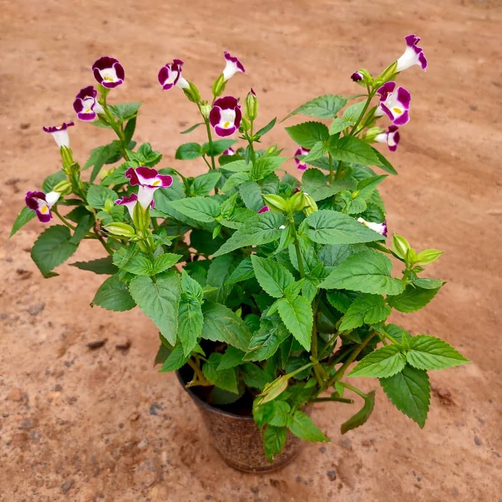 Torenia Fournieri Blumensamen zur Aussaat Halbschatten Garten und Blume Beet