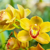 Gemischt Orchidee Orchidaceae spp Blumensamen zur Aussaat Orchidee Garten