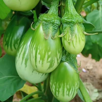 Thai Eggplant Samen zum Pflanzen - Cultivate Flavorful and Versatile Gemüses in Your Garden