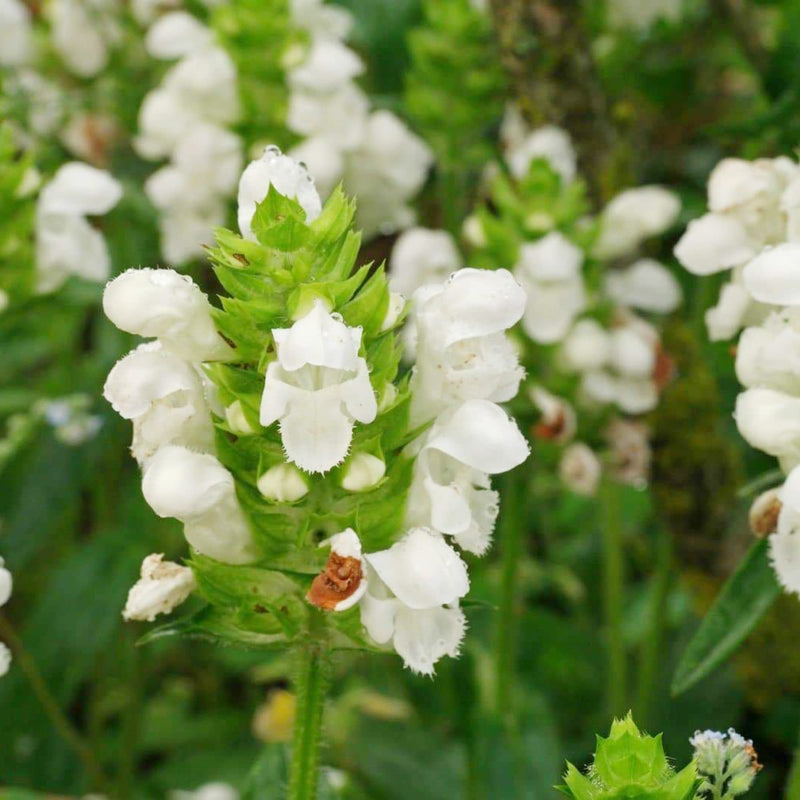 Prunella vulgaris mixed blume samen for anpflanzung