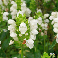 Prunella vulgaris mixed blume samen for anpflanzung