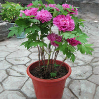 Pfingstrose Paeonia lactiflora Blumensamen zur Aussaat