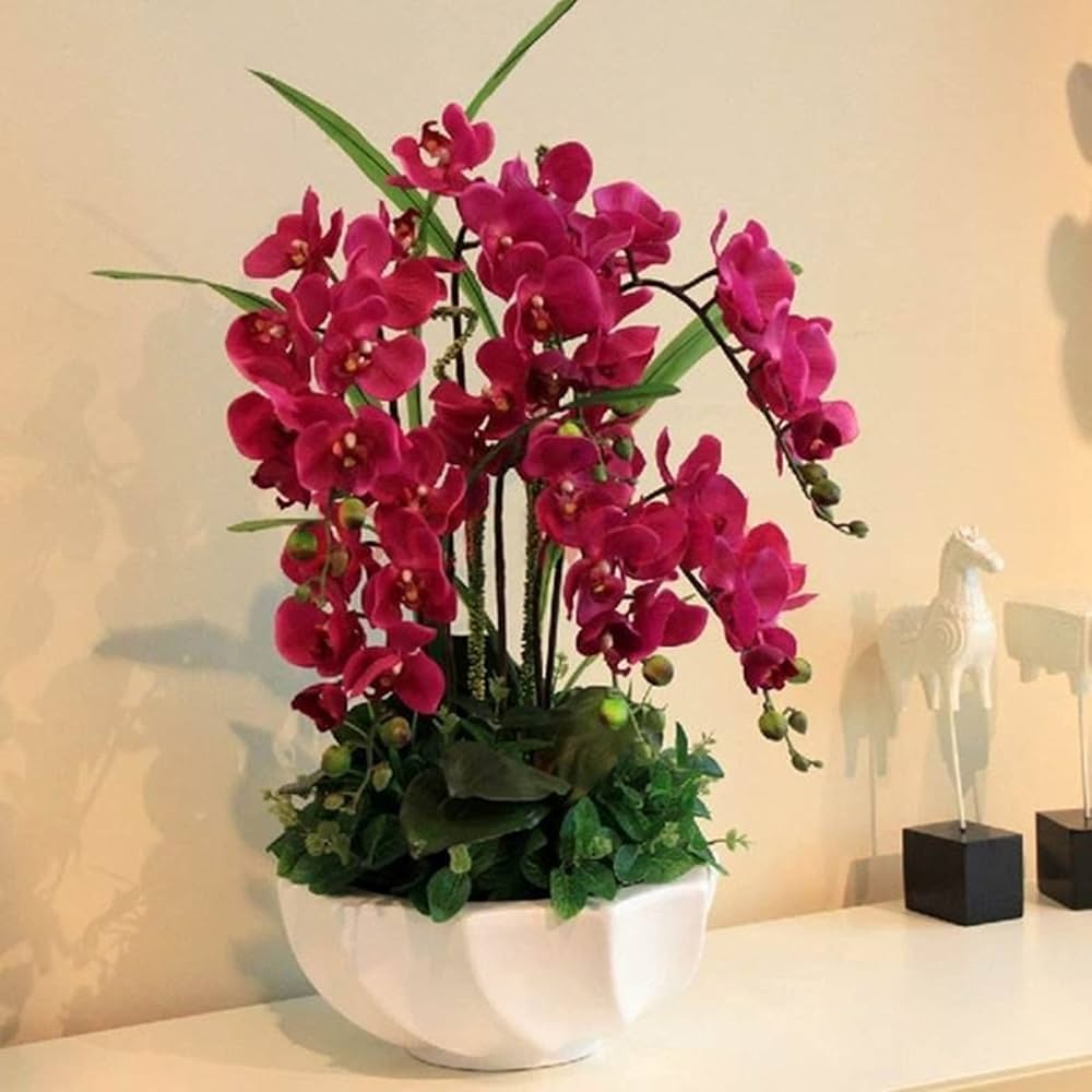 Schmetterlingsorchidee Bonsai Orchidee Blumensamen