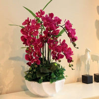 Schmetterlingsorchidee Bonsai Orchidee Blumensamen