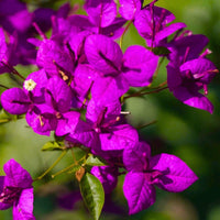 Lila Drillingsblume Blumensamen zur Aussaat leuchtend Blüten Traditionssorte & ohne Gentechnik Samen Hausgarten