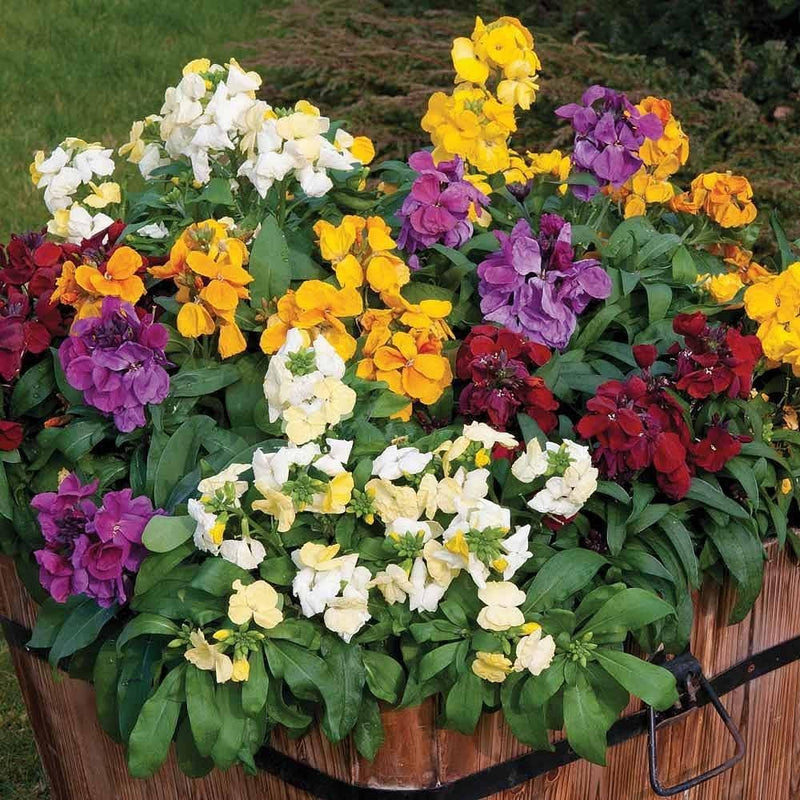 Mixed erysimum blume samen for anpflanzung - shade tolerant, heirloom & gmo free samen for home garten
 
 sale samen for anpflanzung in home garten