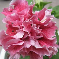 Petunie gefüllt Madness Rot und Weiß Samen zur Aussaat Blume Beet