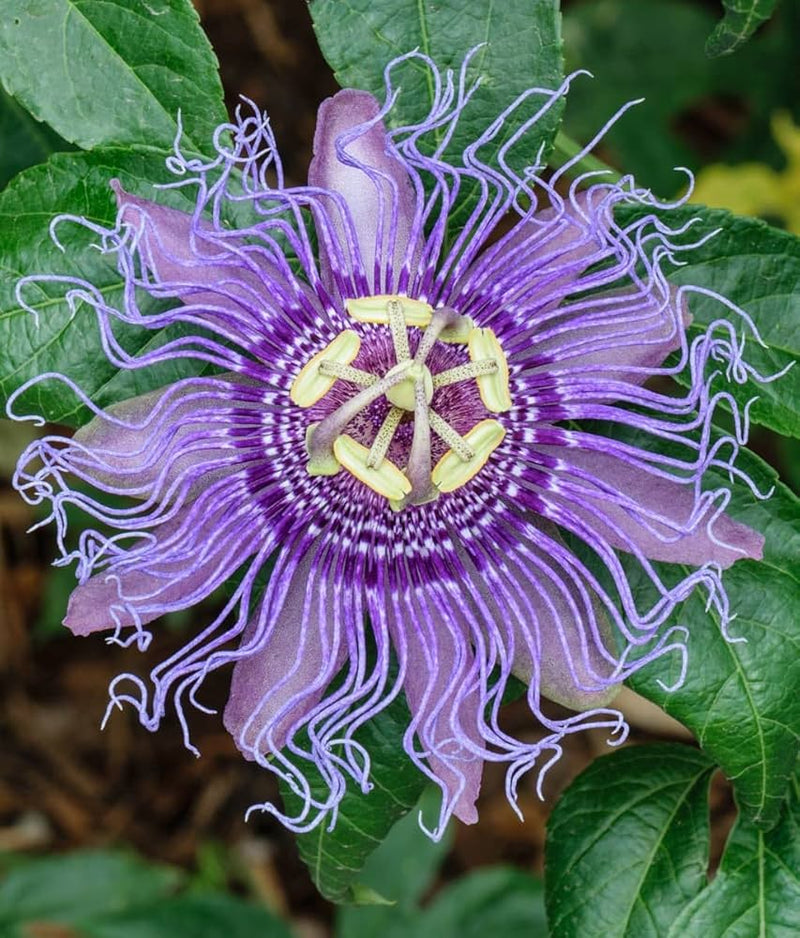 Passion blume bonsai incarnate passiflora
