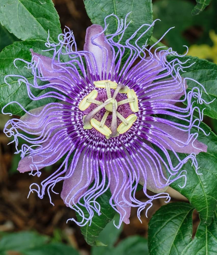 Passion blume bonsai incarnate passiflora