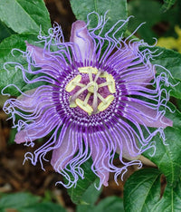 Passion blume bonsai incarnate passiflora