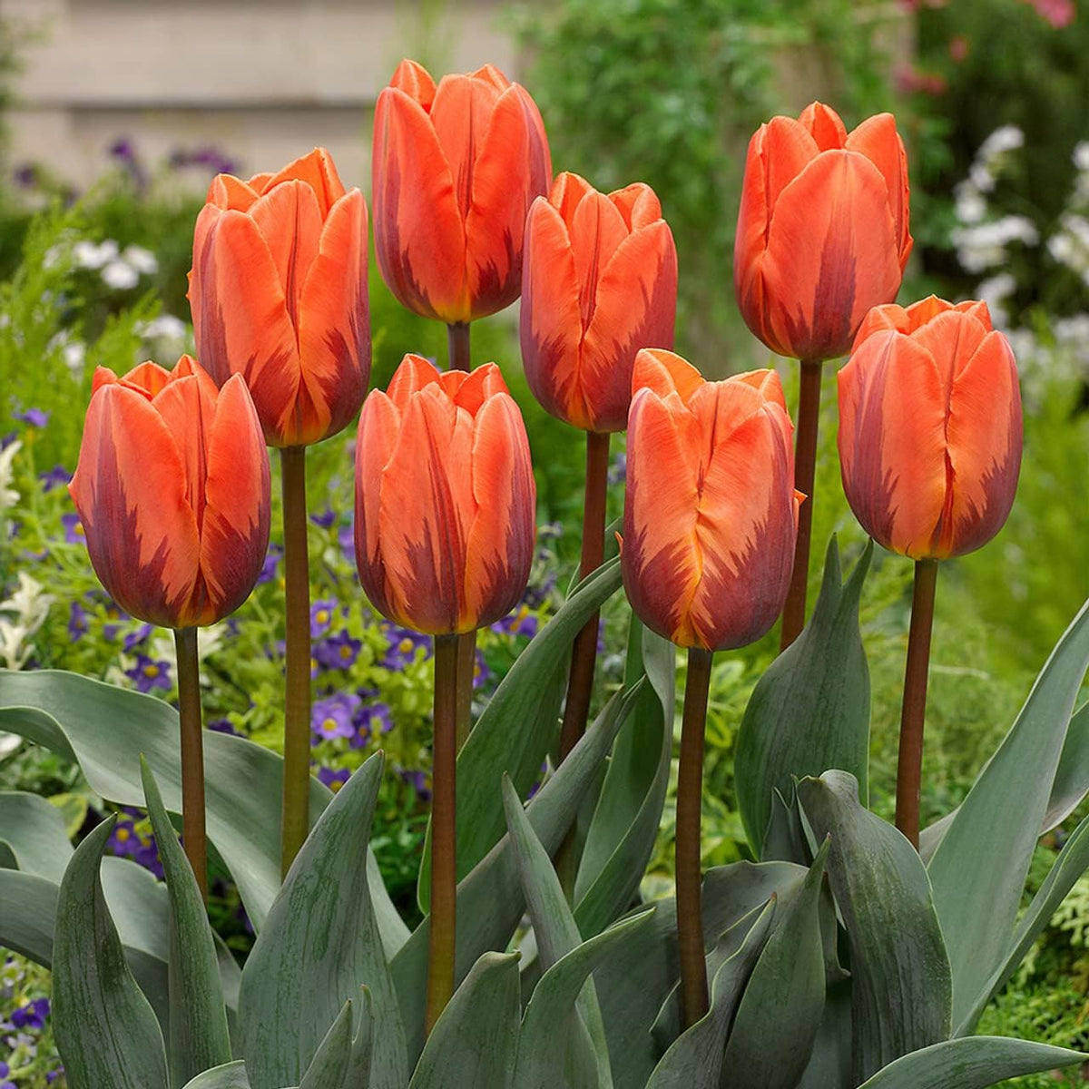 Orange (orange lila) samen for anpflanzung in home garten