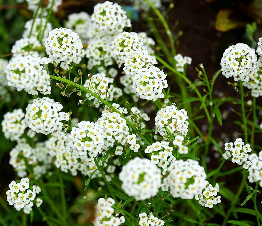 Alyssum Lobularia Blumensamen zur Aussaat – pflegeleicht – Traditionssorte & ohne Gentechnik Samen Hausgarten