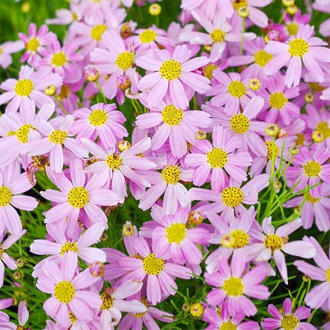 Calliopsis Garten Blumensamen – Authentic selten Pflanzen – biologisch Samen