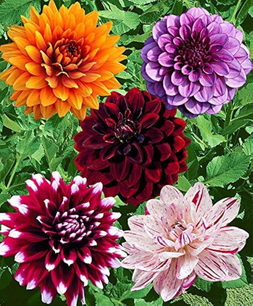 Lila Beard Dahlie Blumensamen zur Aussaat – pflegeleicht – Traditionssorte & ohne Gentechnik Samen Hausgarten