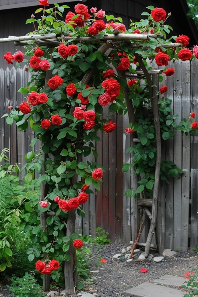 kletternd Polyantha Rose Rosa Samen DIY Hausgarten trellis