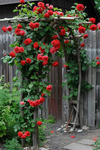 kletternd Polyantha Rose Rosa Samen DIY Hausgarten trellis