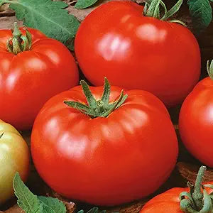 Brandywine Rot Tomate Samen for Sweet, Traditionell Rot Tomatees