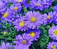 Aster NoviBelgii Blumensamen zur Aussaat Halbschatten verträglich Traditionssorte & ohne Gentechnik Samen Hausgarten
