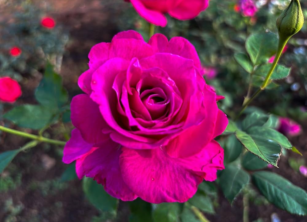Rosa rose blume samen for easy anpflanzung