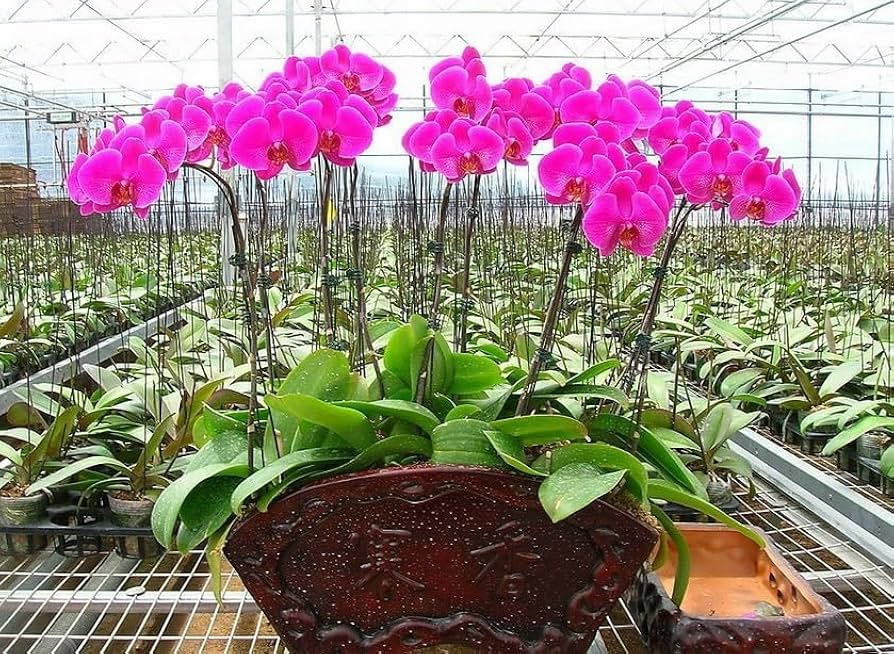 Schmetterlingsorchidee Blumensamen zur Aussaat Landhaus Garten wichtig Traditionssorte & ohne Gentechnik Samen Hausgarten