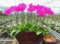 Schmetterlingsorchidee Blumensamen zur Aussaat Landhaus Garten wichtig Traditionssorte & ohne Gentechnik Samen Hausgarten
