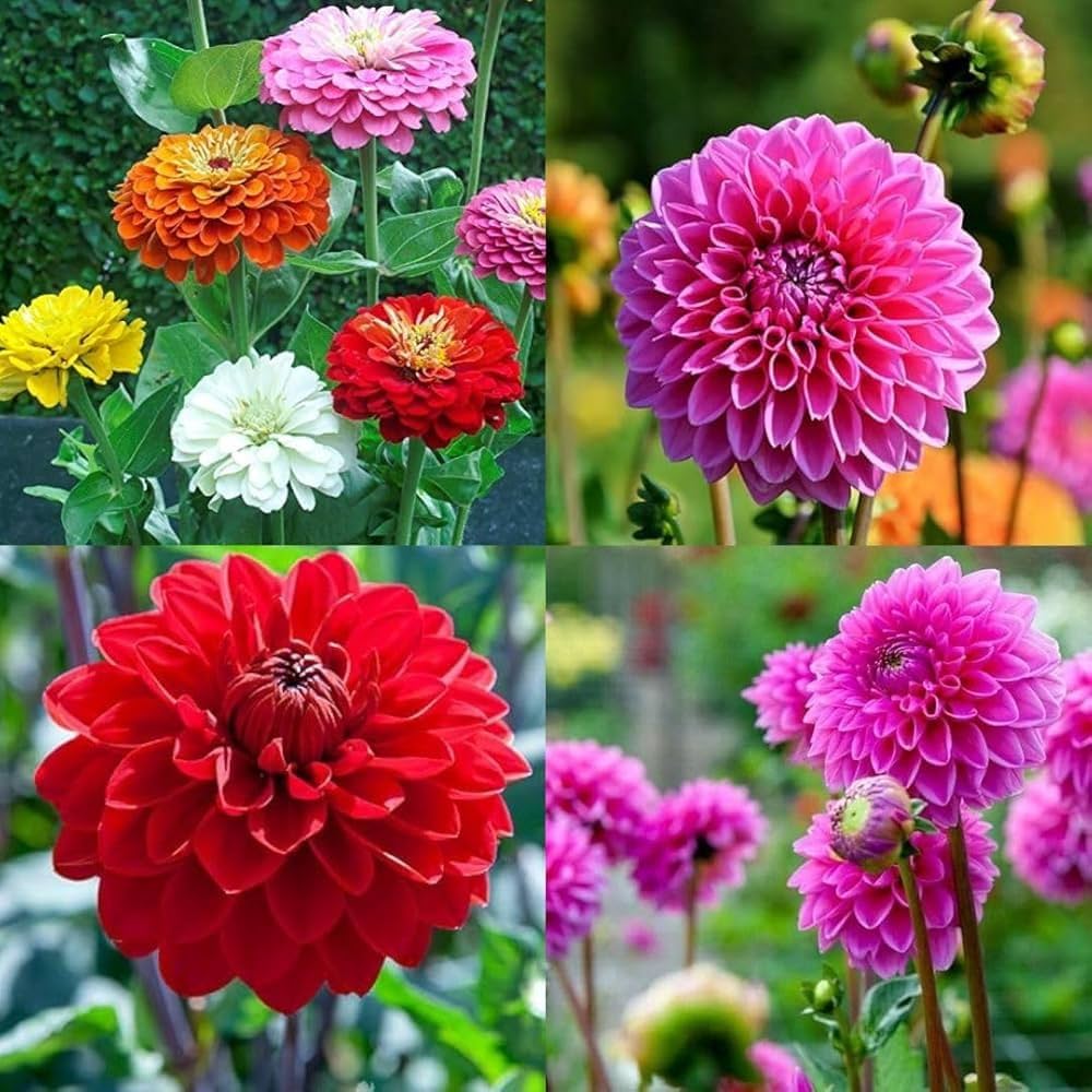 Weiß Grün Gemischt Dahlie Blumensamen zur Aussaat Drought verträglich Traditionssorte & ohne Gentechnik Samen Hausgarten