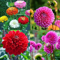 Weiß Grün Gemischt Dahlie Blumensamen zur Aussaat Drought verträglich Traditionssorte & ohne Gentechnik Samen Hausgarten