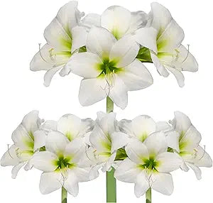 Ritterstern Samen – Barbados Lilie Blumensamen