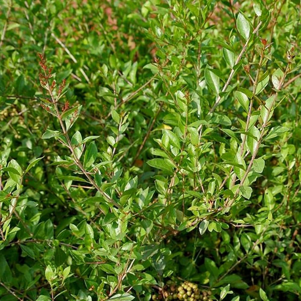 Weiß Privet Blumensamen zur Aussaat – farbenfroh Schau – Traditionssorte & ohne Gentechnik Samen Hausgarten