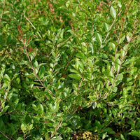 Weiß Privet Blumensamen zur Aussaat – farbenfroh Schau – Traditionssorte & ohne Gentechnik Samen Hausgarten