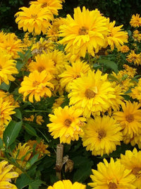 Sommer Sonne Sundrops Gelb Samen leuchtend Gelb Blumen