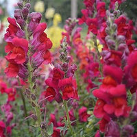 hell Rot Antirrhinum Blumensamen zur Aussaat Schnitt Blume beliebt Traditionssorte & ohne Gentechnik Samen Hausgarten