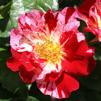 Rot & Weiß kletternd Rose ohne Gentechnik Traditionssorte Garten Samen Blumensamen zur Aussaat – Wildblume Mischung – Traditionssorte & ohne Gentechnik Samen Hausgarten