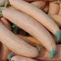 Georgia Candy Roaster Gemüse Samen zum Pflanzen