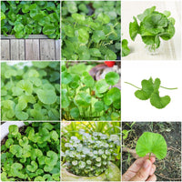 kaufen centella asiatica pflanze samen für pflanzung Stück, 100 Stück