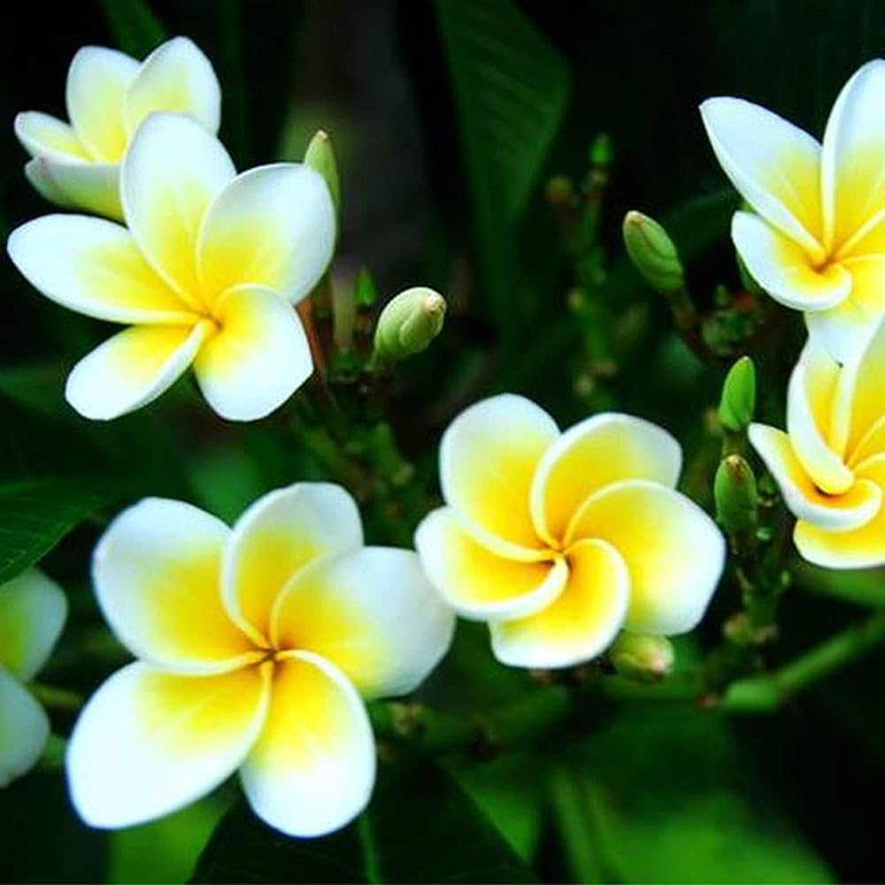 Plumeria Agave Plumeria spp selten Mayan Blumensamen zur Aussaat tropisch Garten