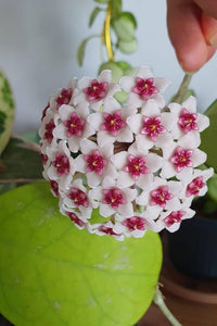 Hoya Blumensamen zur Aussaat farbenfroh Schau Traditionssorte & ohne Gentechnik Samen Hausgarten