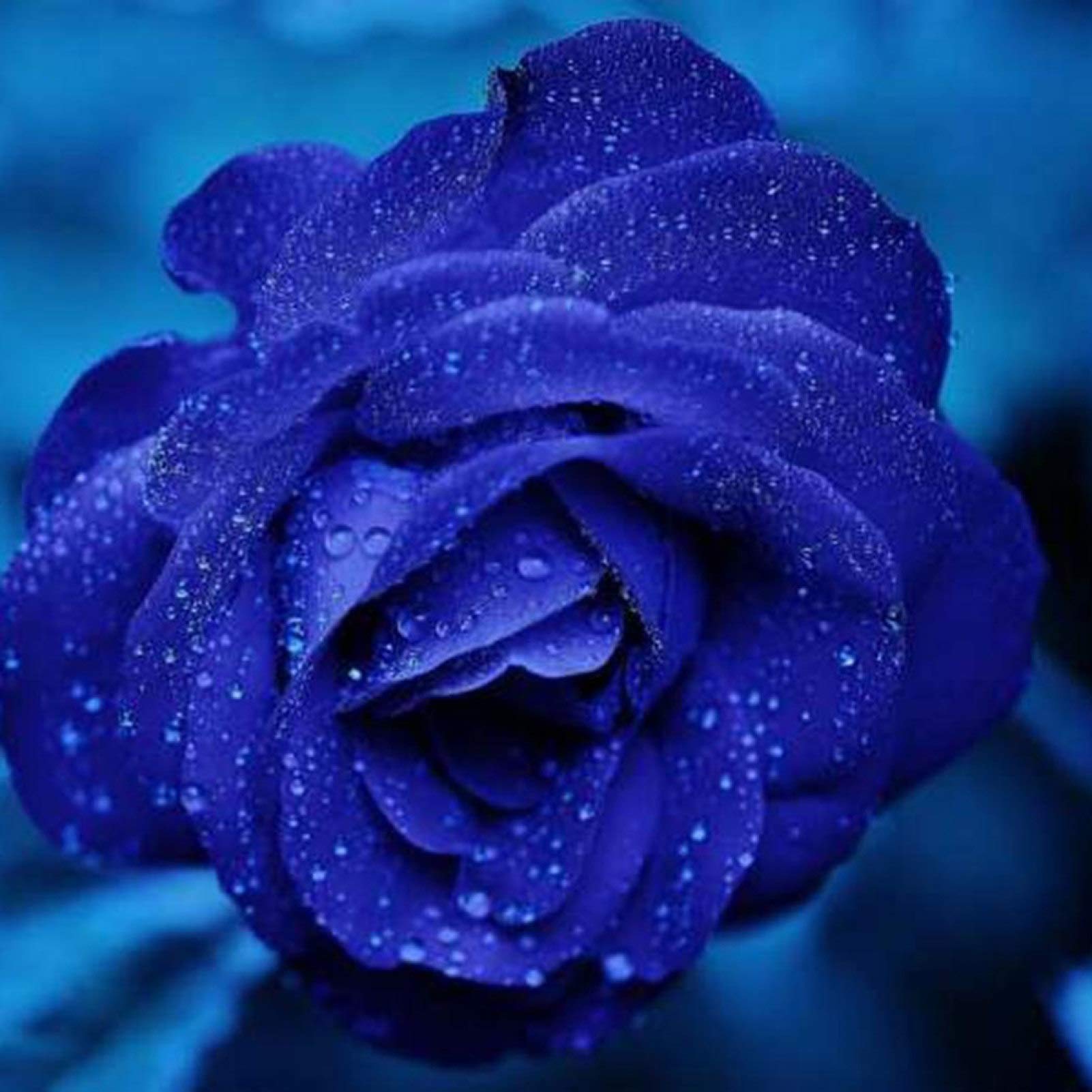 Blau Lila Holland Rose Blumensamen zur Aussaat saisonal Dauerblüher Traditionssorte & ohne Gentechnik Samen Hausgarten