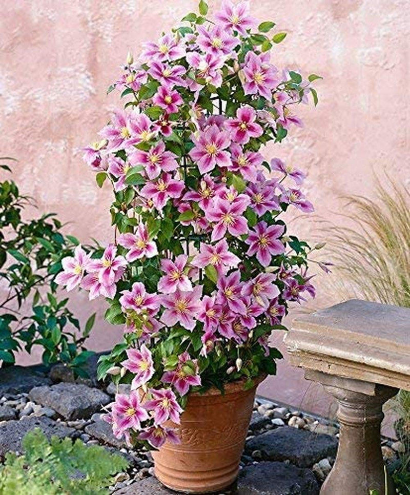 Light rosa clematis blume samen for anpflanzung premium quality heirloom & gmo free samen for home garten 
 
 sale for anpflanzung in home garten