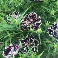 Schwarz weiß dianthus blume samen for anpflanzung - fragrant blossoms, heirloom & gmo free samen for home garten
 
 sale for anpflanzung in home garten