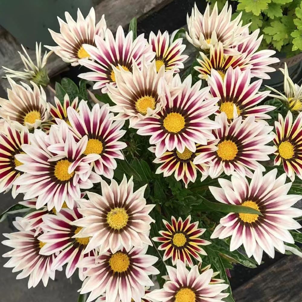 Weiß Lila Mittagsgold Blumensamen zur Aussaat – ideal Rabatten – Traditionssorte & ohne Gentechnik Samen Hausgarten