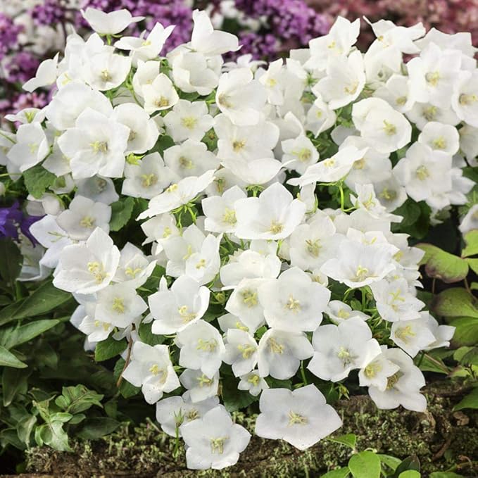 Campanula Campanula spp Blumensamen zur Aussaat Blume Beet