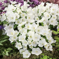 Campanula Campanula spp Blumensamen zur Aussaat Blume Beet