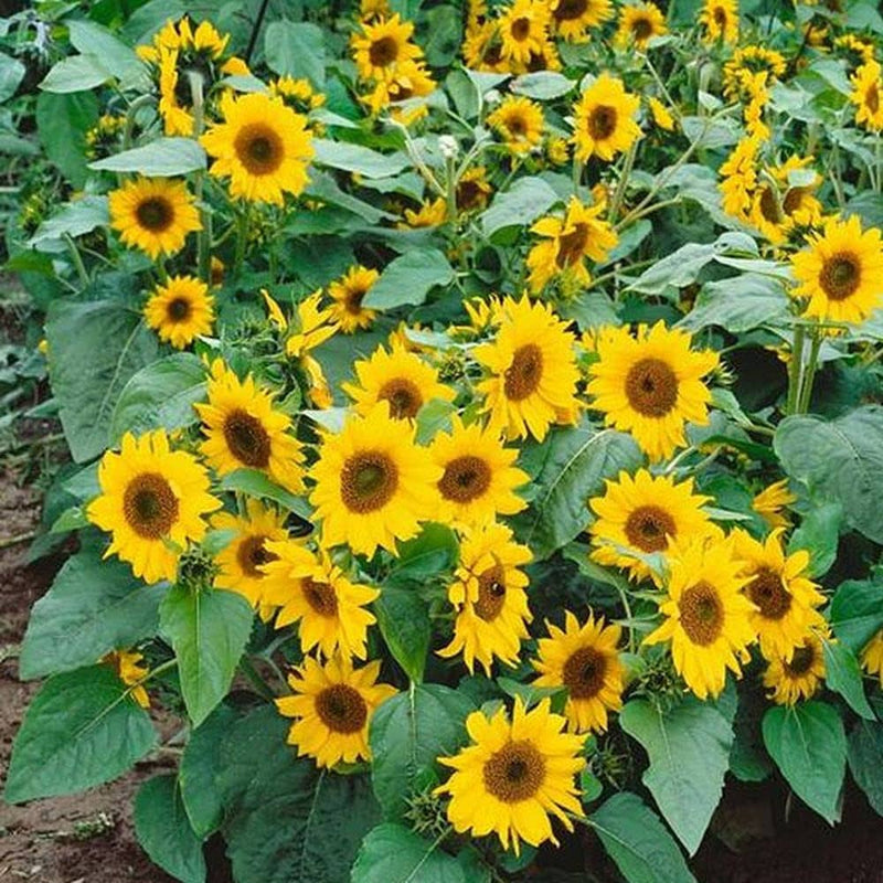 Dwarf sunflower bonsai samen