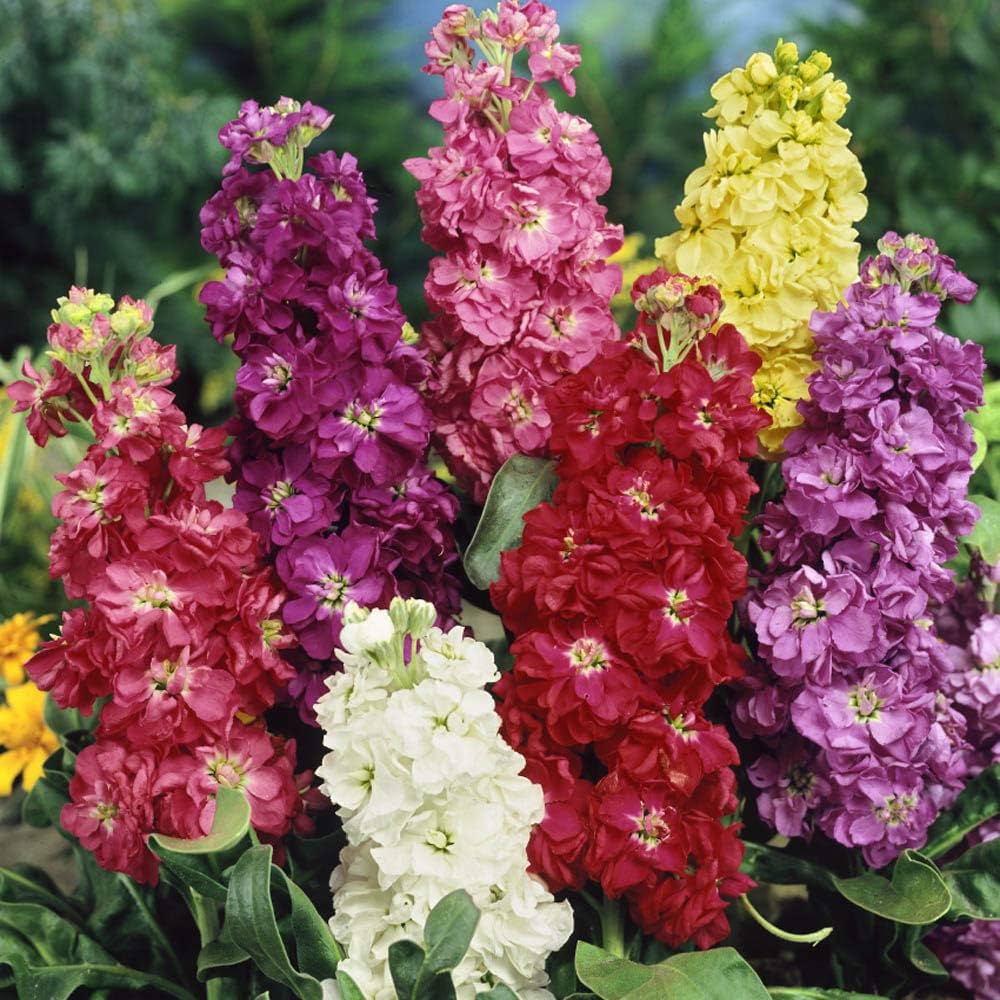 Gemischt Levkoje Incana Blumensamen zur Aussaat – duftend Blüten – Traditionssorte & ohne Gentechnik Samen Hausgarten