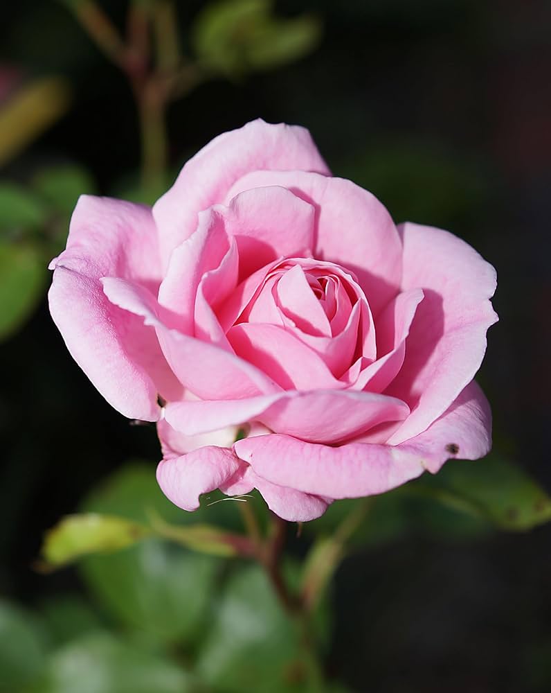Grün und Rosa Rose Blumensamen zur Aussaat